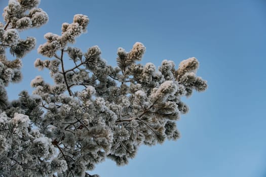 Beautiful tree brunche covered with white frost low angle shot against clear blue sky