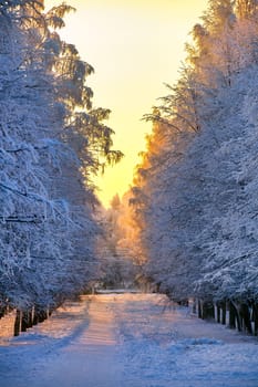 Snowy path amidst fantastic trees in beautiful park in amazing winter evening