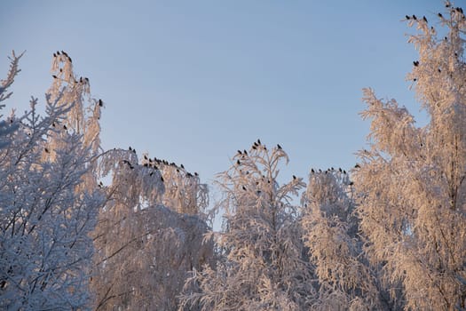 Beautiful fir-tree tops and brunches covered with white frost low angle shot against clear blue sky