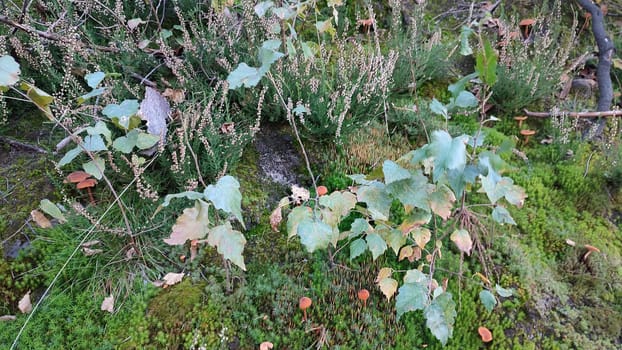 brown mushrooms in the forest, dry green leaves nature autumn. High quality photo