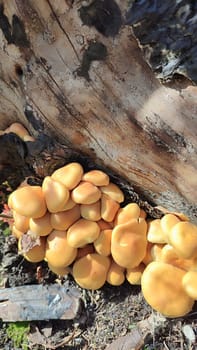 brown mushrooms in the forest, dry green leaves nature autumn. High quality photo