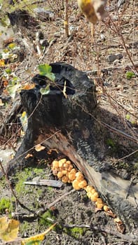 brown mushrooms in the forest, dry green leaves nature autumn. High quality photo
