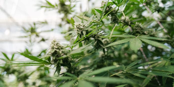 Explore the intricate details of cannabis plants thriving in a greenhouse environment.