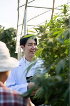 innovative cannabis growth techniques in a greenhouse setting to enhance sustainable farming practices.