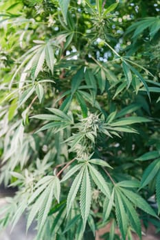 Explore effective cannabis cultivation techniques in a greenhouse setting revealing nature best practices for growers.