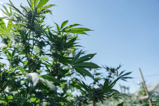 Explore the lush cannabis plants thriving under the clear blue sky.