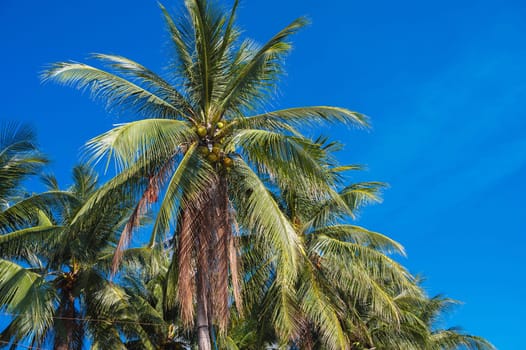 Tropical palm trees with coconuts on a clear blue sky background.