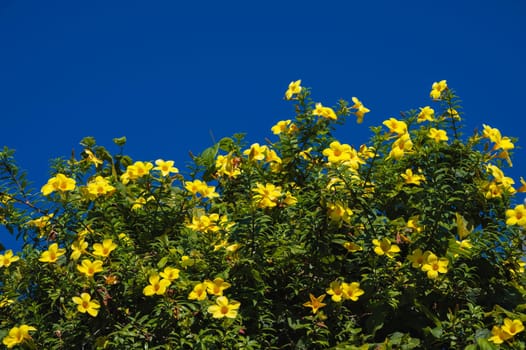 The yellow Allamand flower blooms against the blue sky
