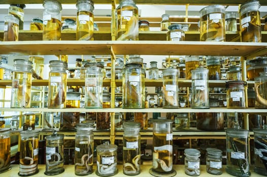 flasks and test tubes with samples of living organisms in formaldehyde on the shelf of a scientific secret biochemical laboratory