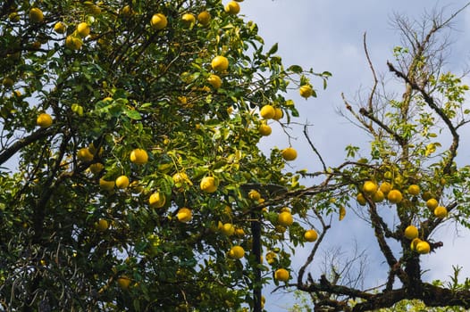 Lemon tree farm plantation. Lemon trees garden. Citrus fruit on a branch with green leaves. Lemon