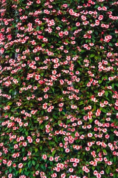 Flowering pink Catharanthus roseus in the garden