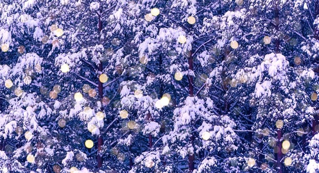 Pine trees blanketed in fresh snow glow warmly from soft lights, evoking festive feelings on a serene winter evening.