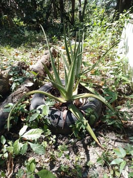 Aloe vera plant on a flowerpot made from a rubber tire. High quality photo