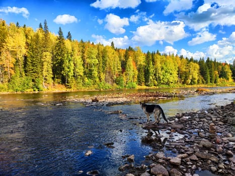 A curious cat walks along the rocky riverbank, enjoying the vibrant autumn colors and peaceful surroundings by the water.