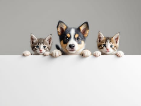 Two kittens and a puppy are peeking over a blank sign on a gray background, providing adorable subjects for pet adoption or animal friendship campaigns