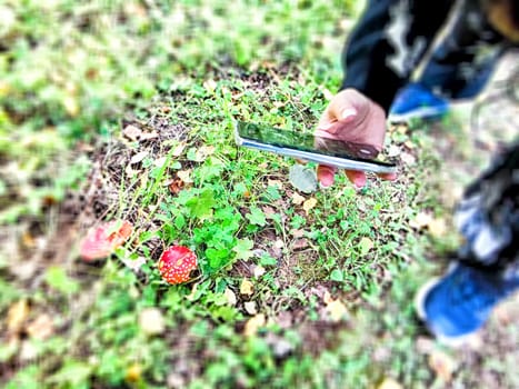A person uses a smartphone to document a bright red mushroom surrounded by green foliage in a forest setting.