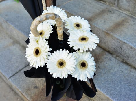 White Gerberas in an umbrella as decorations