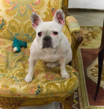 French white bulldog sitting on a vintage chair