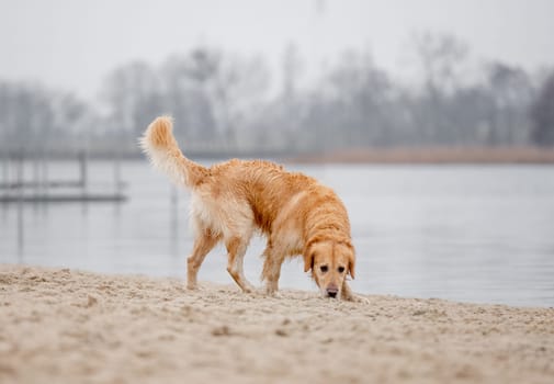 Wet Golden Retriever Sniffs Sand By Lake Shore In Spring