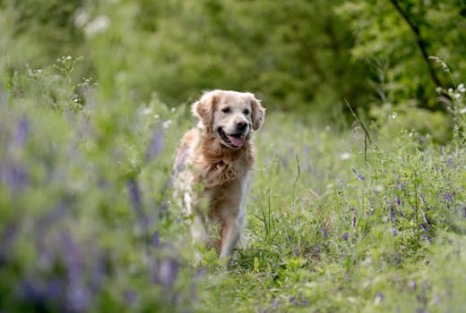 Golden Retriever Dog Enjoys A Walk In Forest Among Flowers