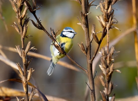 Blue Tit Perches On Tree