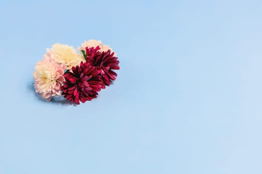 Aster flowers on a light blue background. High quality photo