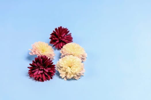 Aster flowers on a light blue background. High quality photo