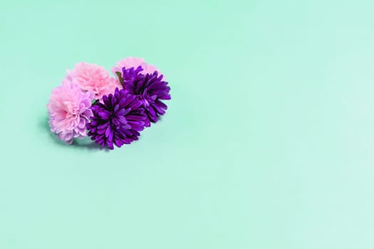 Aster flowers on a light blue background. High quality photo