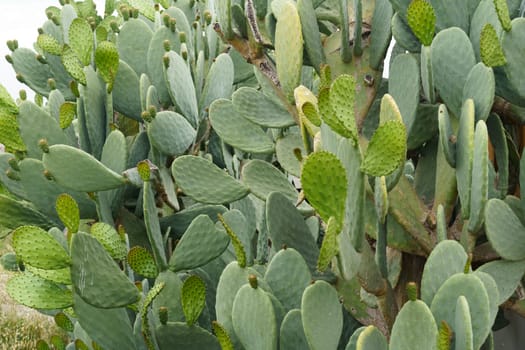 Background image of a cactus close up.