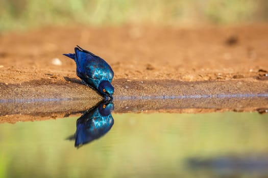 Cape Glossy Starling drinking in waterhole with reflection in Kruger National park, South Africa ; Specie Lamprotornis nitens family of Sturnidae