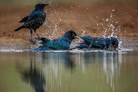 Three Cape Glossy Starling bathing in waterhole in backlit in Kruger National park, South Africa ; Specie Lamprotornis nitens family of Sturnidae