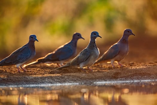 Four Laughing Dove along waterhole at dawn in Kruger National park, South Africa ; Specie Streptopelia senegalensis family of Columbidae