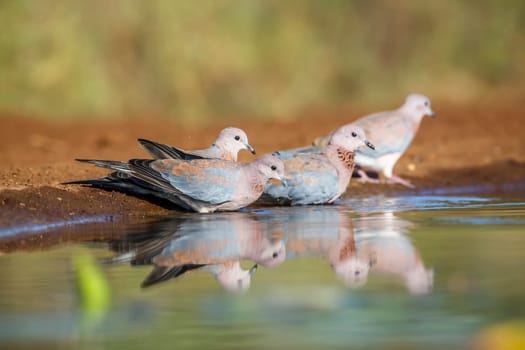 Four Laughing Dove drinking and bathing at waterhole in Kruger National park, South Africa ; Specie Streptopelia senegalensis family of Columbidae