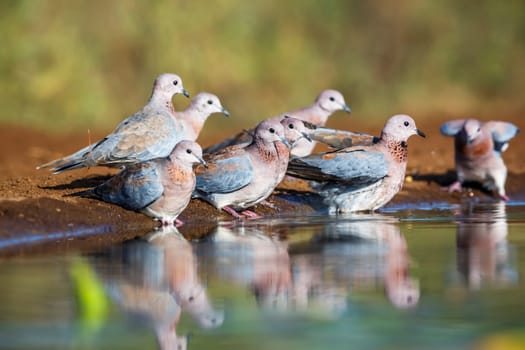 Small group of Laughing Dove bathing in waterhole in Kruger National park, South Africa ; Specie Streptopelia senegalensis family of Columbidae