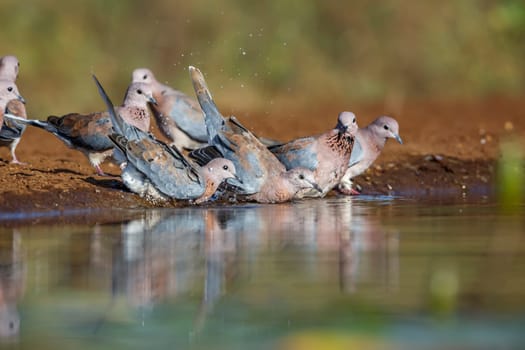 Small group of Laughing Dove drinking and bathing in waterhole in Kruger National park, South Africa ; Specie Streptopelia senegalensis family of Columbidae