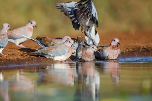 Small group of Laughing Dove drinking and bathing in waterhole in Kruger National park, South Africa ; Specie Streptopelia senegalensis family of Columbidae