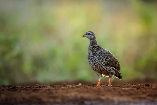 Natal francolin walking backlit at dawn in Kruger National park, South Africa ; Specie Pternistis natalensis family of Phasianidae