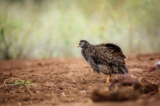 Natal francolin shaking feathers in Kruger National park, South Africa ; Specie Pternistis natalensis family of Phasianidae