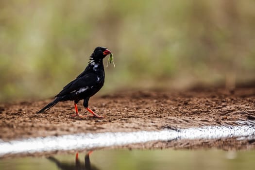 Red billed Buffalo Weaver with insect prey along waterhole in Kruger National park, South Africa ; Specie Bubalornis niger family of Ploceidae