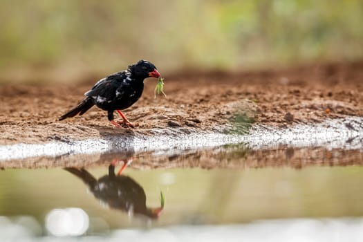 Red billed Buffalo Weaver with insect prey along waterhole in Kruger National park, South Africa ; Specie Bubalornis niger family of Ploceidae