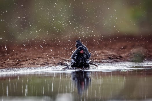 Red billed Buffalo Weaver bathing in waterhole in Kruger National park, South Africa ; Specie Bubalornis niger family of Ploceidae