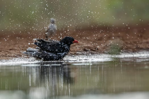 Red billed Buffalo Weaver bathing in waterhole in Kruger National park, South Africa ; Specie Bubalornis niger family of Ploceidae