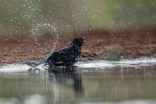 Red billed Buffalo Weaver bathing in waterhole in Kruger National park, South Africa ; Specie Bubalornis niger family of Ploceidae