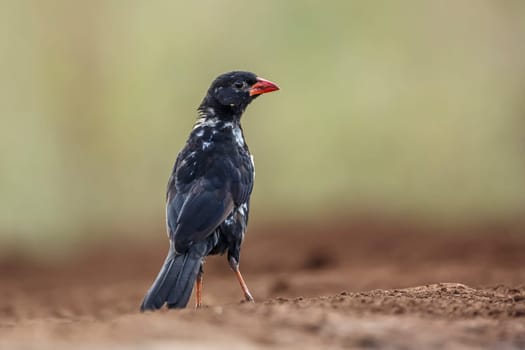 Red billed Buffalo Weaver standing on the ground rear view in Kruger National park, South Africa ; Specie Bubalornis niger family of Ploceidae