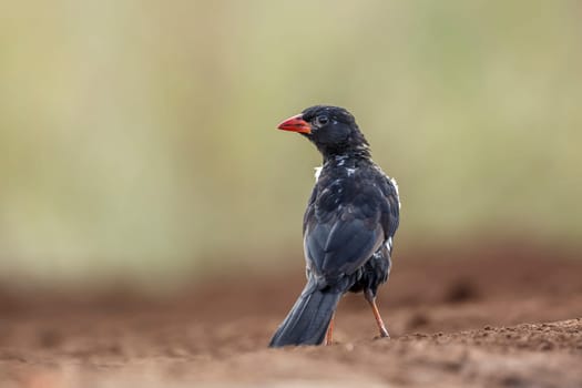 Red billed Buffalo Weaver standing on the ground rear view in Kruger National park, South Africa ; Specie Bubalornis niger family of Ploceidae