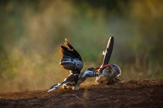 Two Southern Red billed Hornbill fighting in ground level at dawn in Kruger National park, South Africa ; Specie Tockus rufirostris family of Bucerotidae