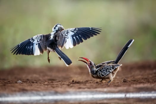 Two Southern Red billed Hornbill fighting on the ground in Kruger National park, South Africa ; Specie Tockus rufirostris family of Bucerotidae
