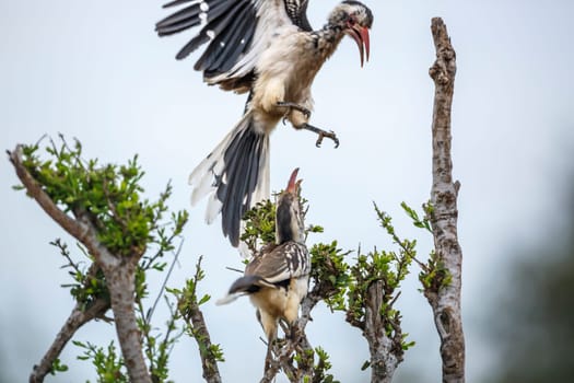 Two Southern Red billed Hornbill fighting on a shrub in Kruger National park, South Africa ; Specie Tockus rufirostris family of Bucerotidae