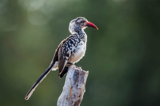 Southern Red billed Hornbill standing on a log in backlit in Kruger National park, South Africa ; Specie Tockus rufirostris family of Bucerotidae