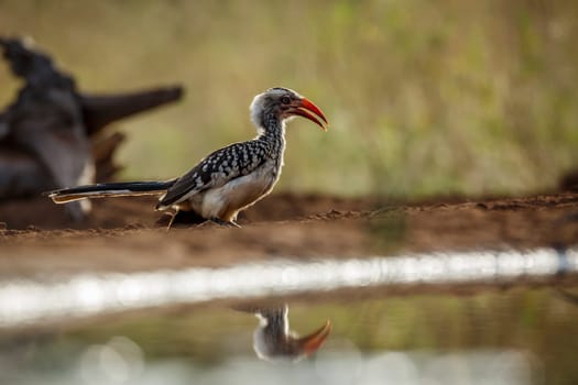 Southern Red billed Hornbill on the ground along waterhole in Kruger National park, South Africa ; Specie Tockus rufirostris family of Bucerotidae